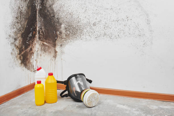 Best Mold Damage Repair  in Green Springs, OH