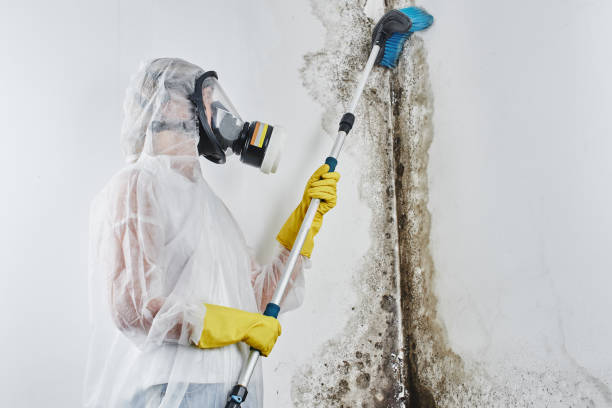 Best Mold Testing and Removal  in Green Springs, OH