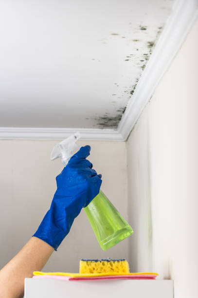 Best Toxic Mold Removal  in Green Springs, OH
